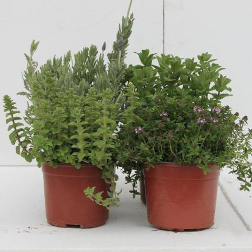 Herbs Plants