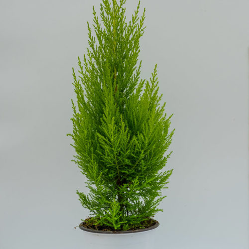 Cypressus