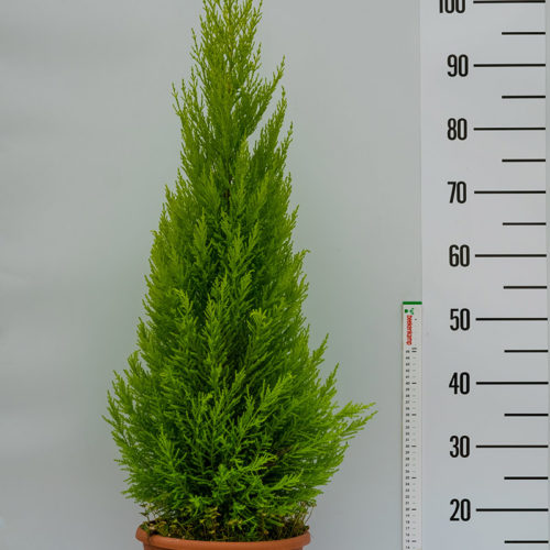 Cypressus