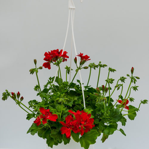 Pelargonium Peltatum