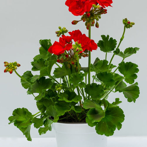 Pelargonium Zonale