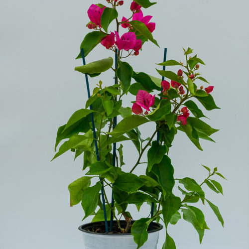 Bougainvillea