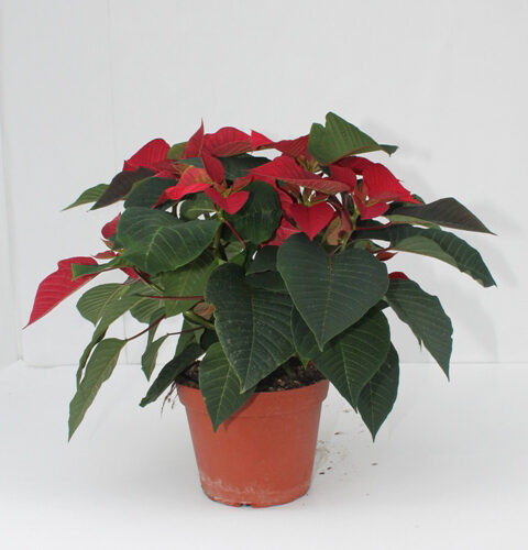 Poinsettia