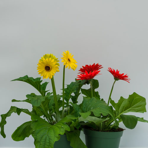 Gerbera